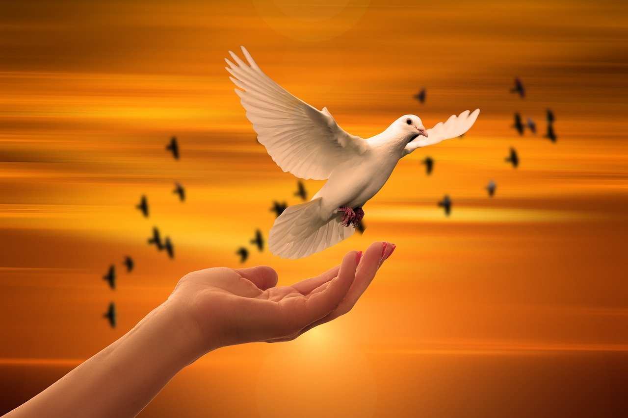 dove, freedom, peace, nature, trust, prayer, soul, spiritual, sunset, faith, concept